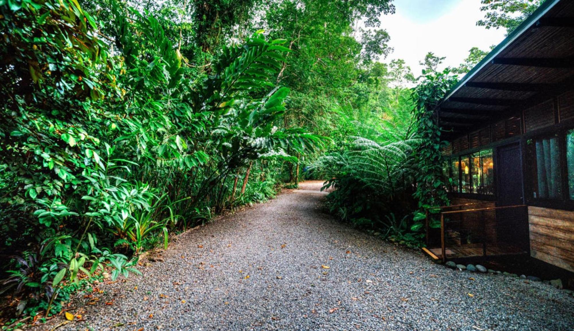 La Shamana - Ecological Concept In Jungle Villa Cahuita Exteriör bild